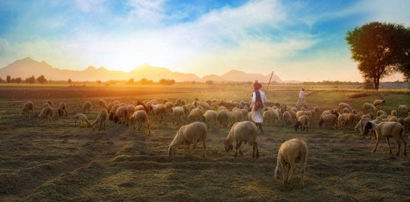 a herde of sheeps migrating